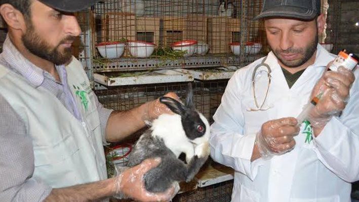 Activists devise a project for breeding rabbits to support 300 family per month in Eastern Ghoutaimage