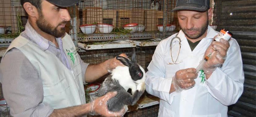 Activists devise a project for breeding rabbits to support 300 family per month in Eastern Ghoutaimage